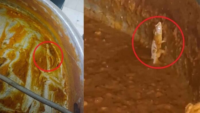JNTU Hyderabad Hostel Food: Lizard Found In Curry