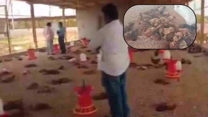 Bird Flu in Anantapur: 2,500 Chickens Die
