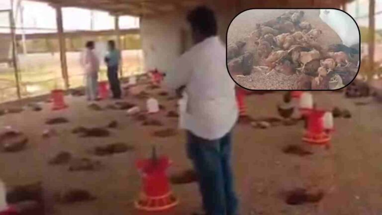 Bird Flu in Anantapur: 2,500 Chickens Die