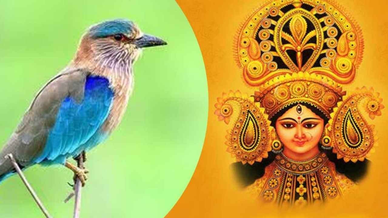Telangana Palapitta Under Threat as Habitat Shrinks