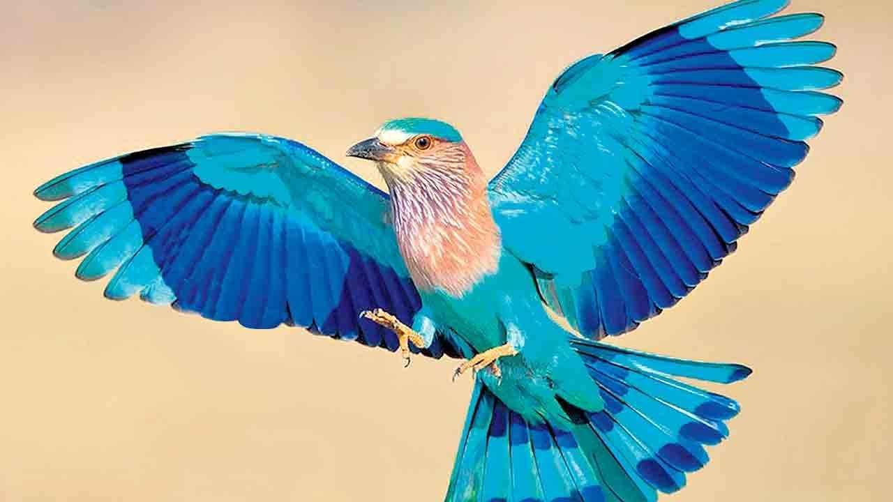 Telangana Palapitta Under Threat as Habitat Shrinks